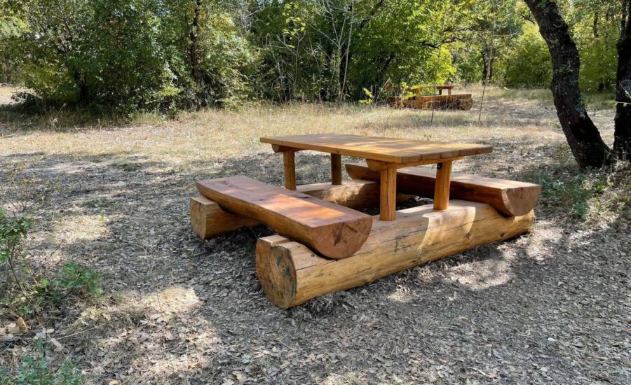 Το δάσος Κουρί μας «ξανασυστήνεται»