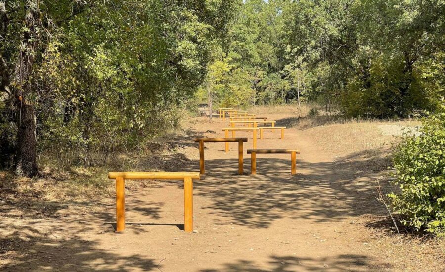 Το δάσος Κουρί μας «ξανασυστήνεται»