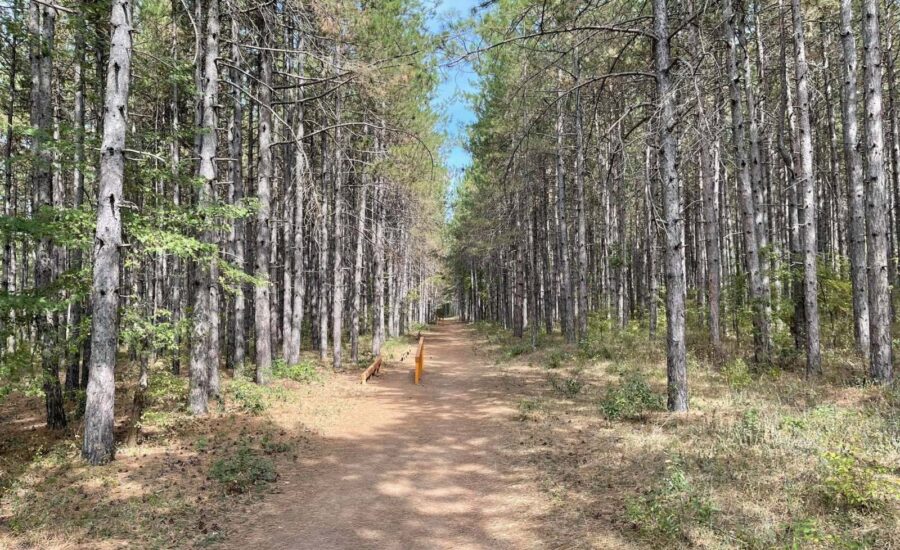 Το δάσος Κουρί μας «ξανασυστήνεται»